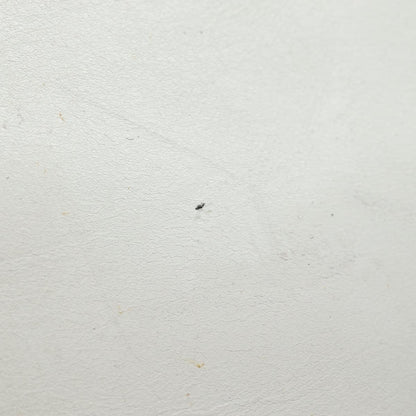 Celine Circle logo Leather, WHITE, LEATHER, Shoulder bag